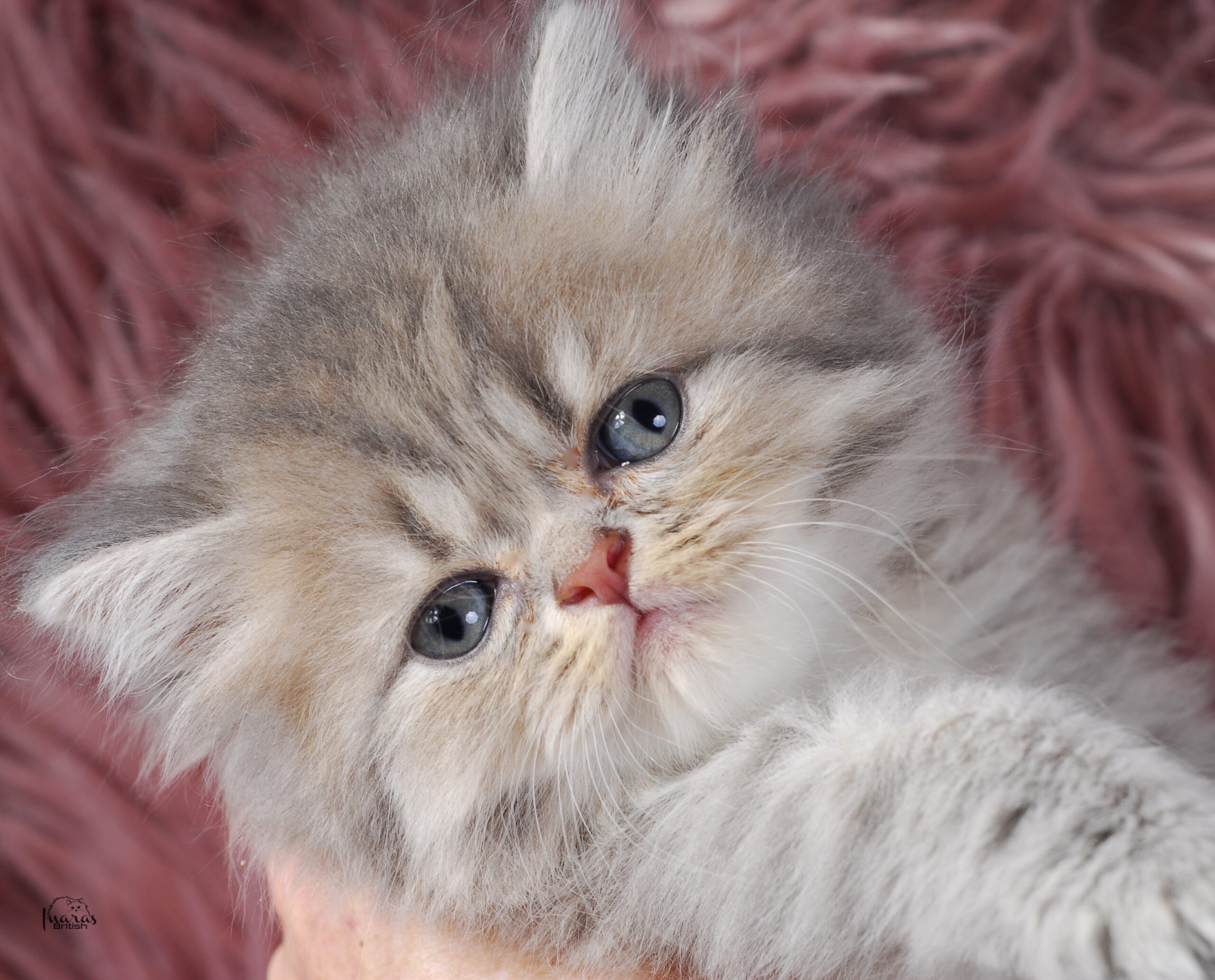 Twix, Blue Golden Shaded Persian kitten