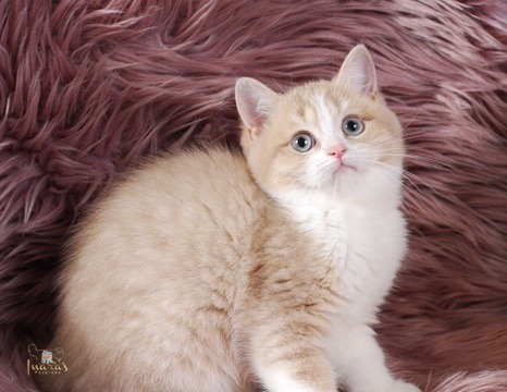 Buttons, Cinnamon Golden Bi-Color British kitten