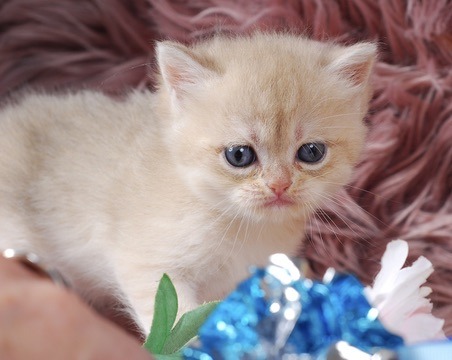 Cleopatra, DBE Blue Golden Chinchilla British kitten