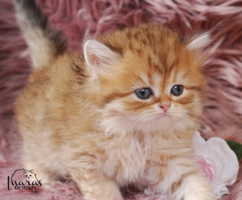 Butterscotch, Golden Chinchilla DBE-potential kitten