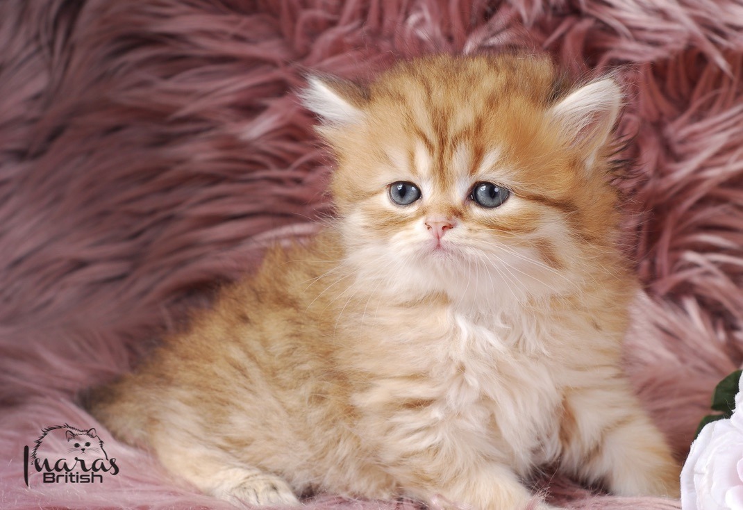 Butterscotch, Golden Chinchilla DBE-potential kitten