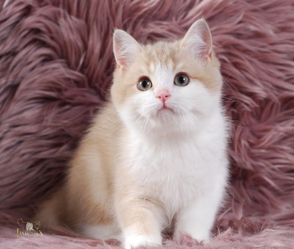 Apples, Lilac Golden Bi-Color British kitten
