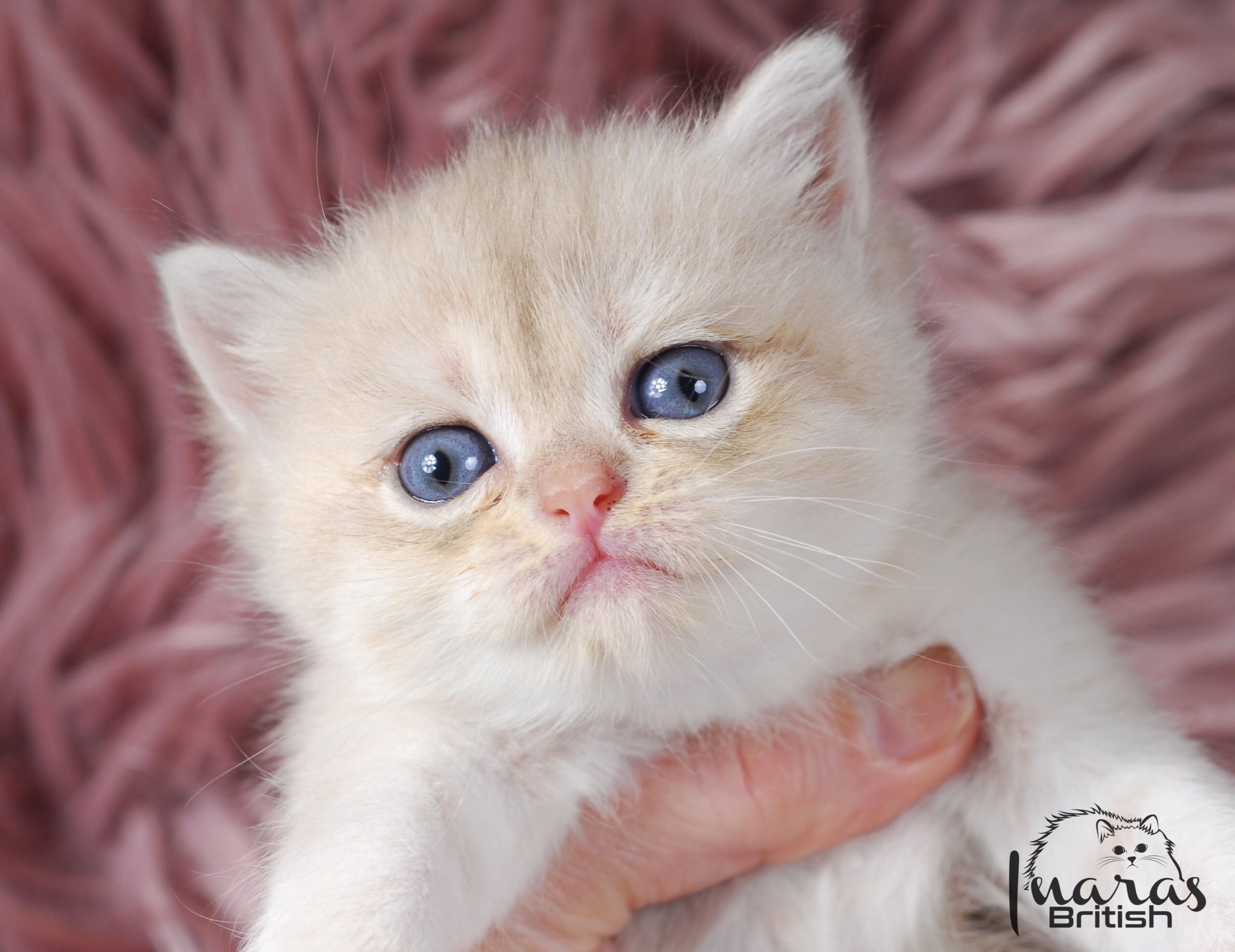 Cleopatra, DBE Blue Golden Chinchilla British kitten