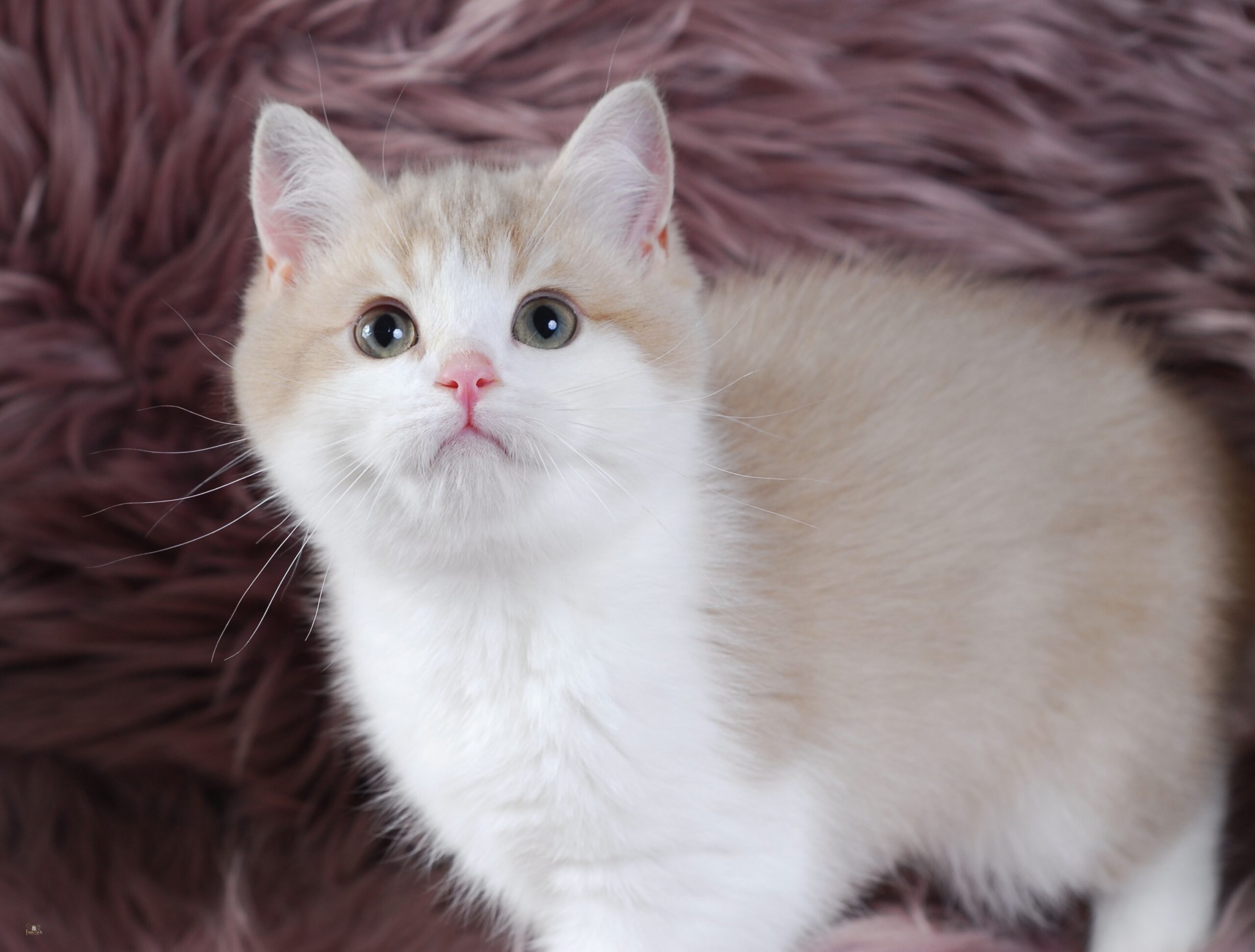 Apples, Lilac Golden Bi-Color British kitten
