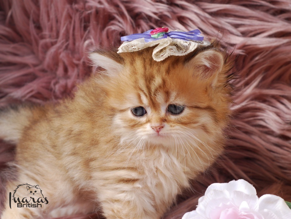 Butterscotch, Golden Chinchilla DBE-potential kitten