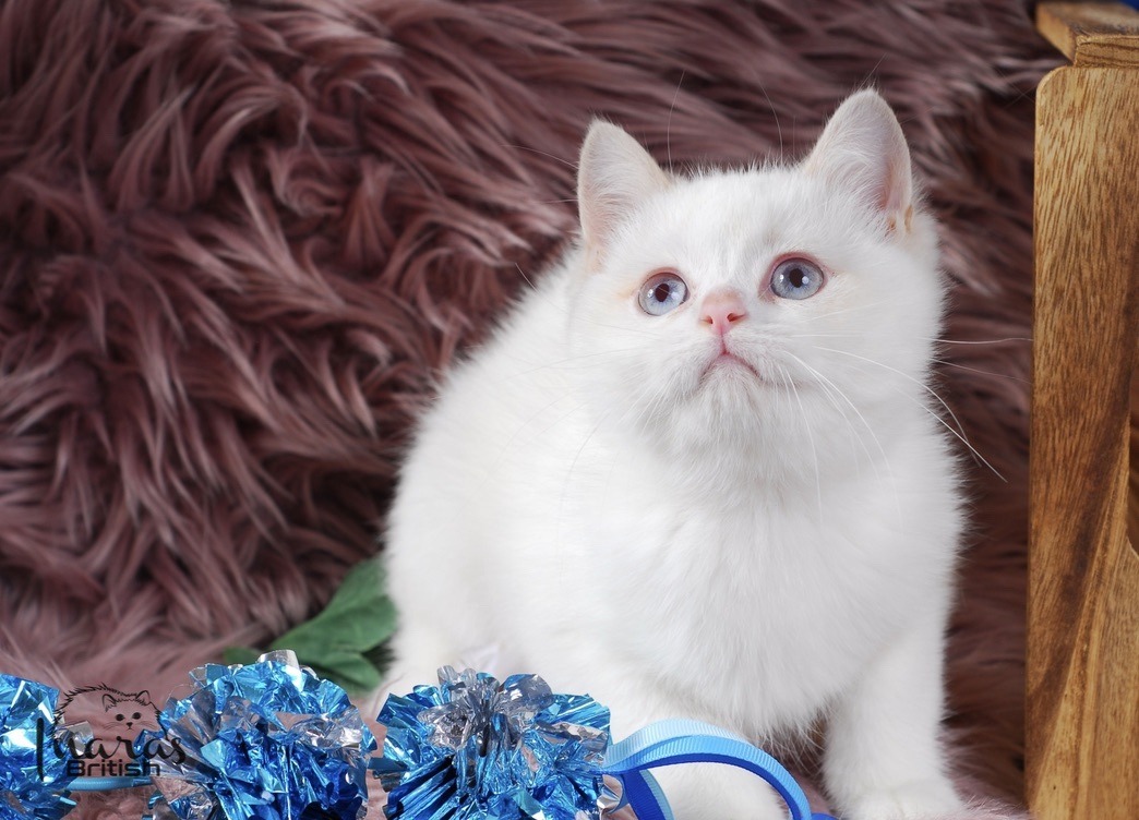Winston, Cinnamon Golden Point British kitten
