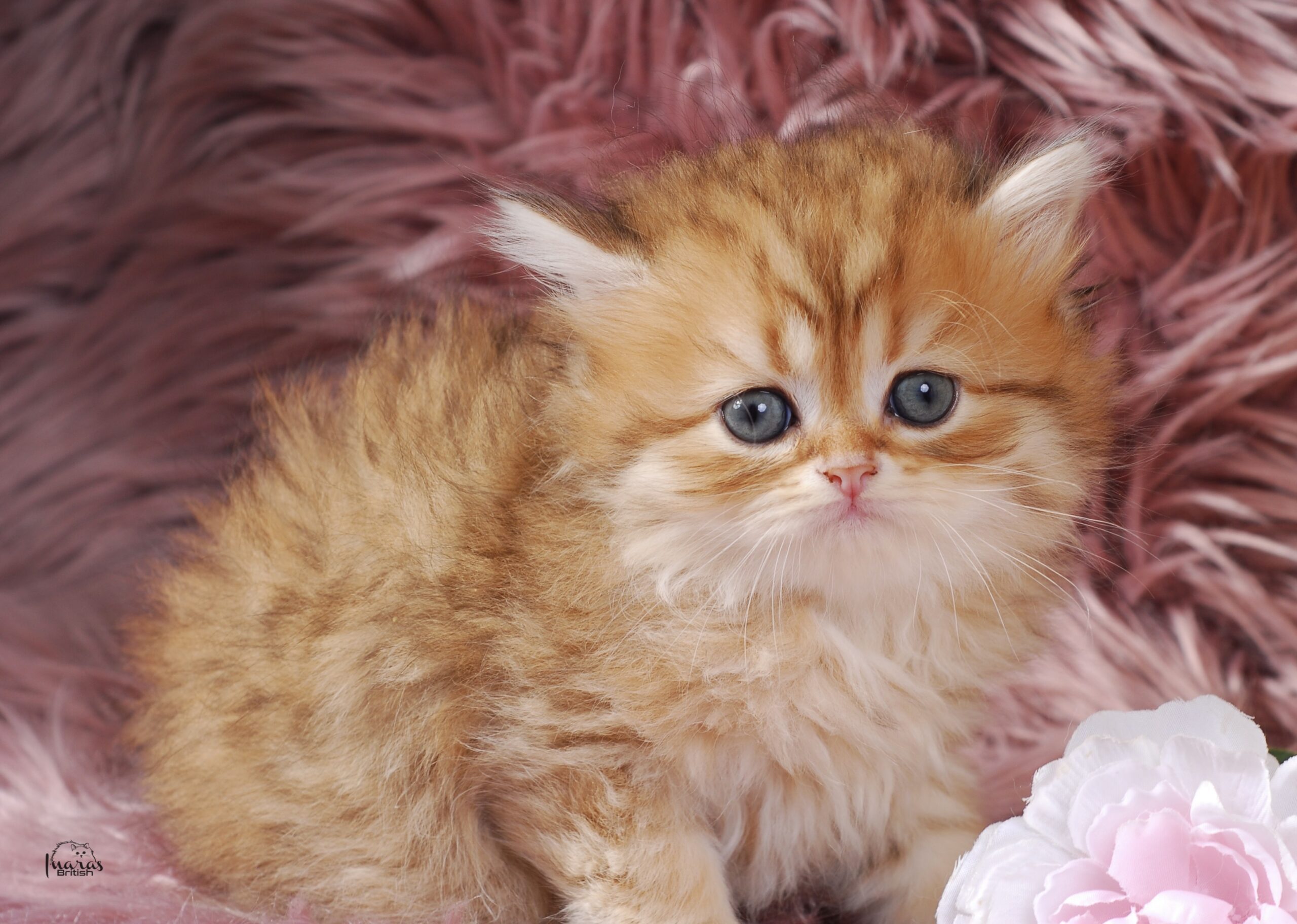 Butterscotch, Golden Chinchilla DBE-potential kitten