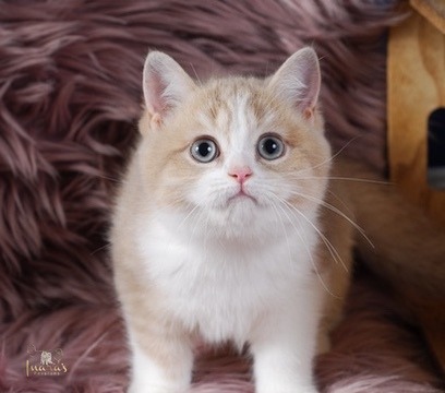 Buttons, Cinnamon Golden Bi-Color British kitten