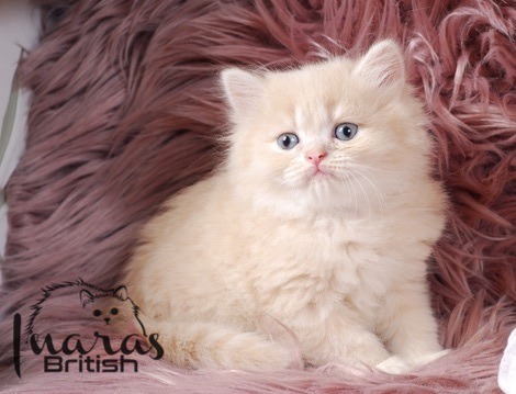 Skittles, light cream DBE-potential kitten