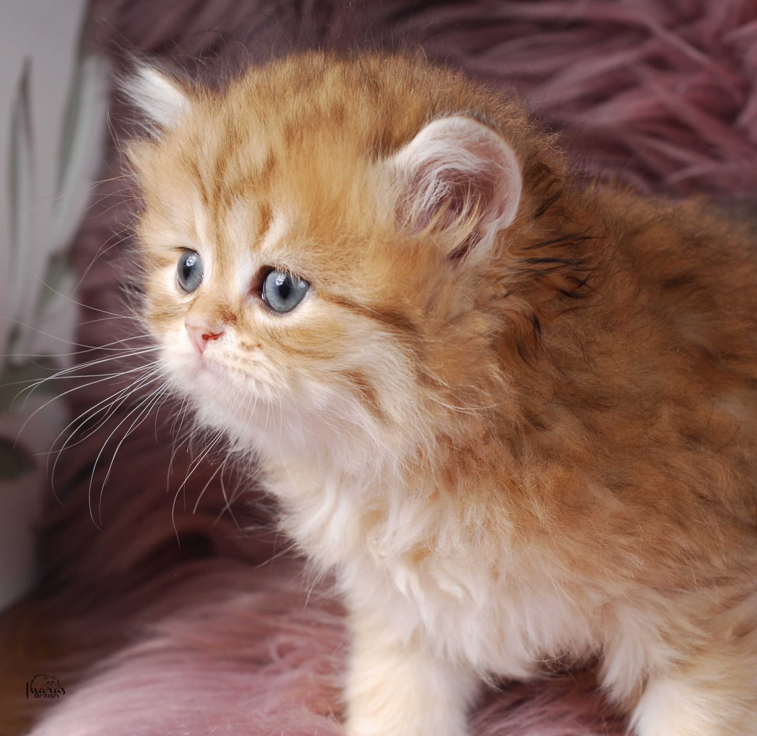 Butterscotch, Golden Chinchilla DBE-potential kitten