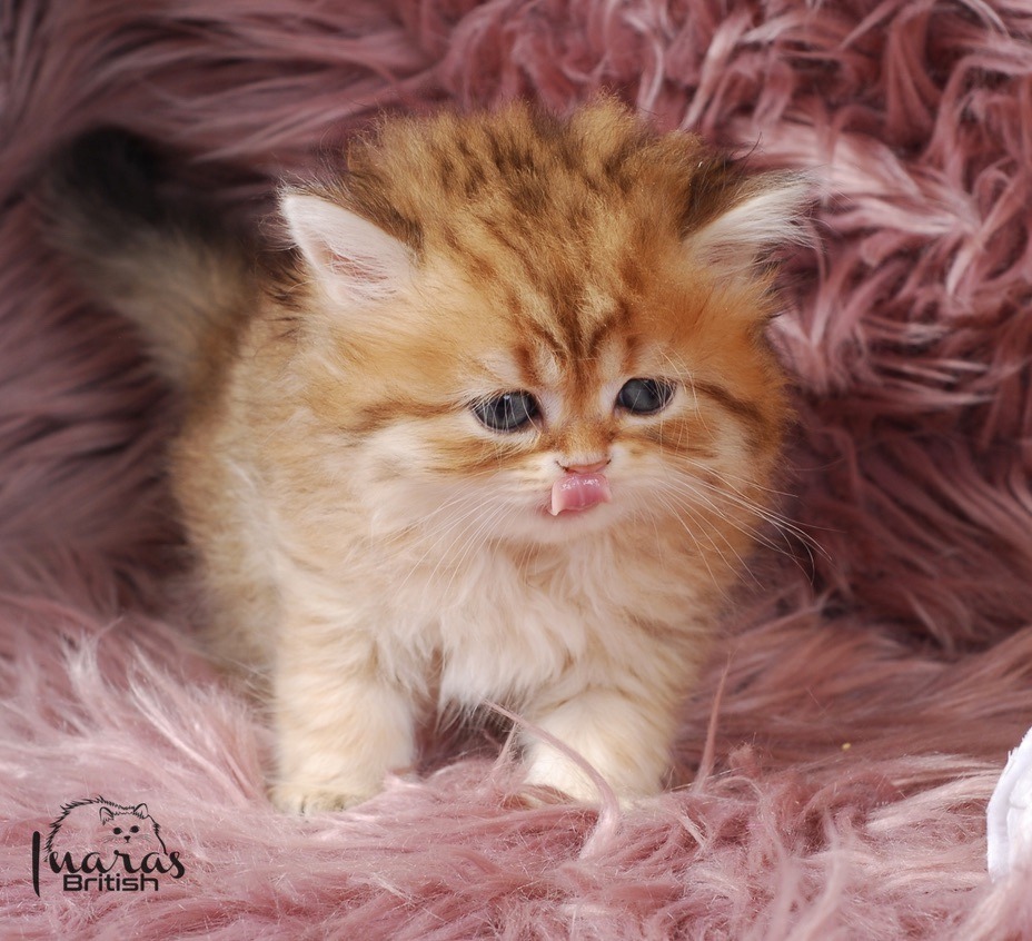 Butterscotch, Golden Chinchilla DBE-potential kitten