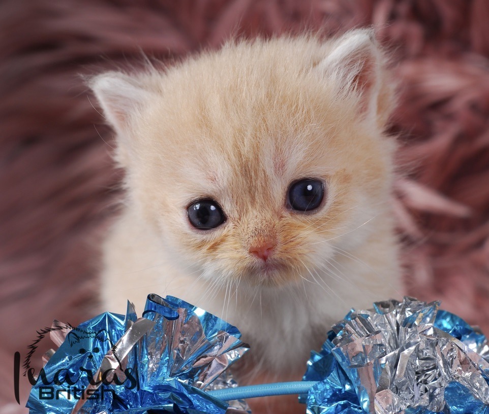 Nefertiti, DBE Blue Golden Chinchilla British kitten