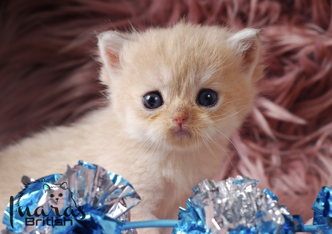 Nefertiti, DBE Blue Golden Chinchilla British kitten