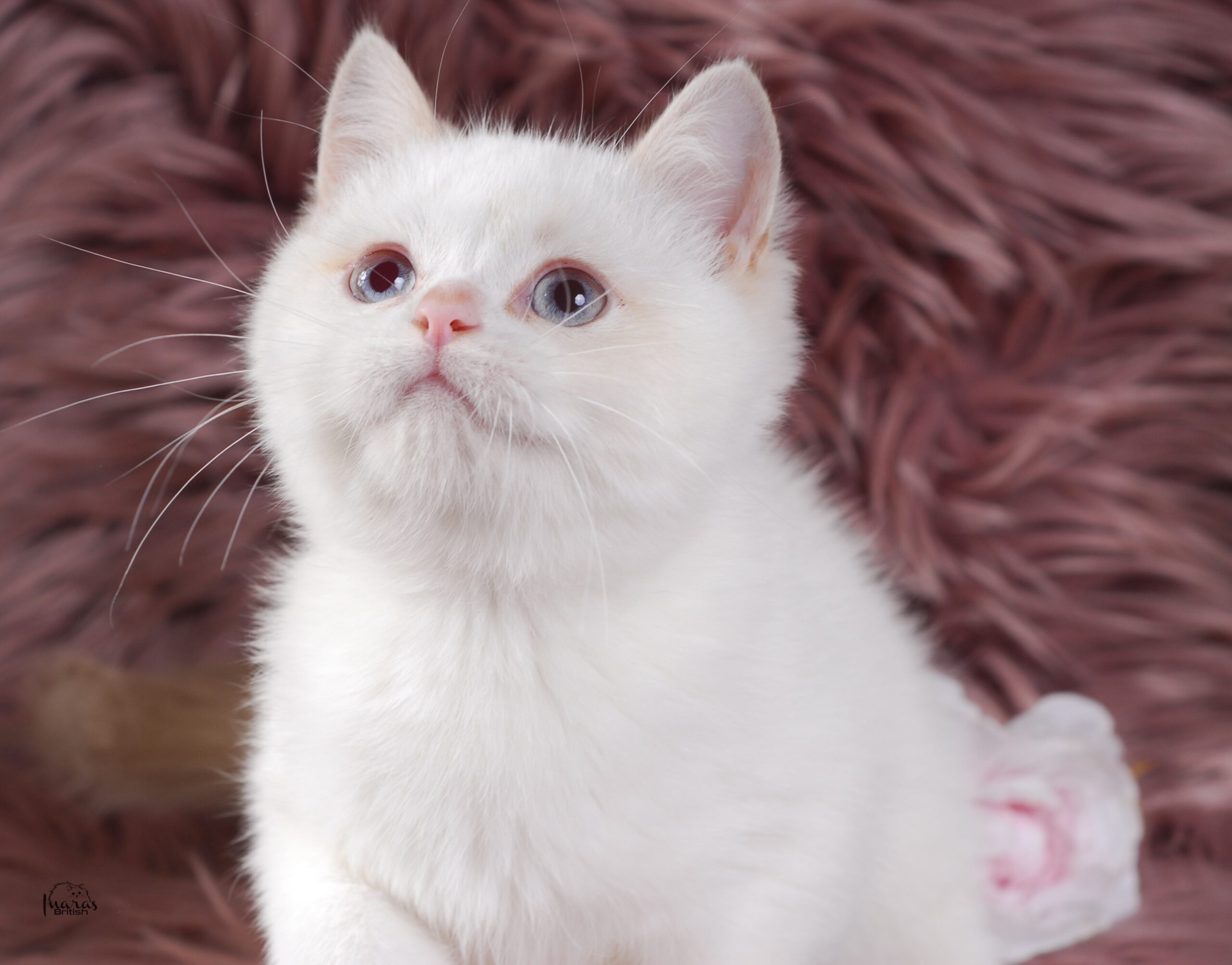 Winston, Cinnamon Golden Point British kitten