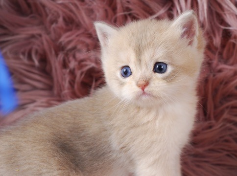 Rami, Blue Golden Chinchilla British kitten