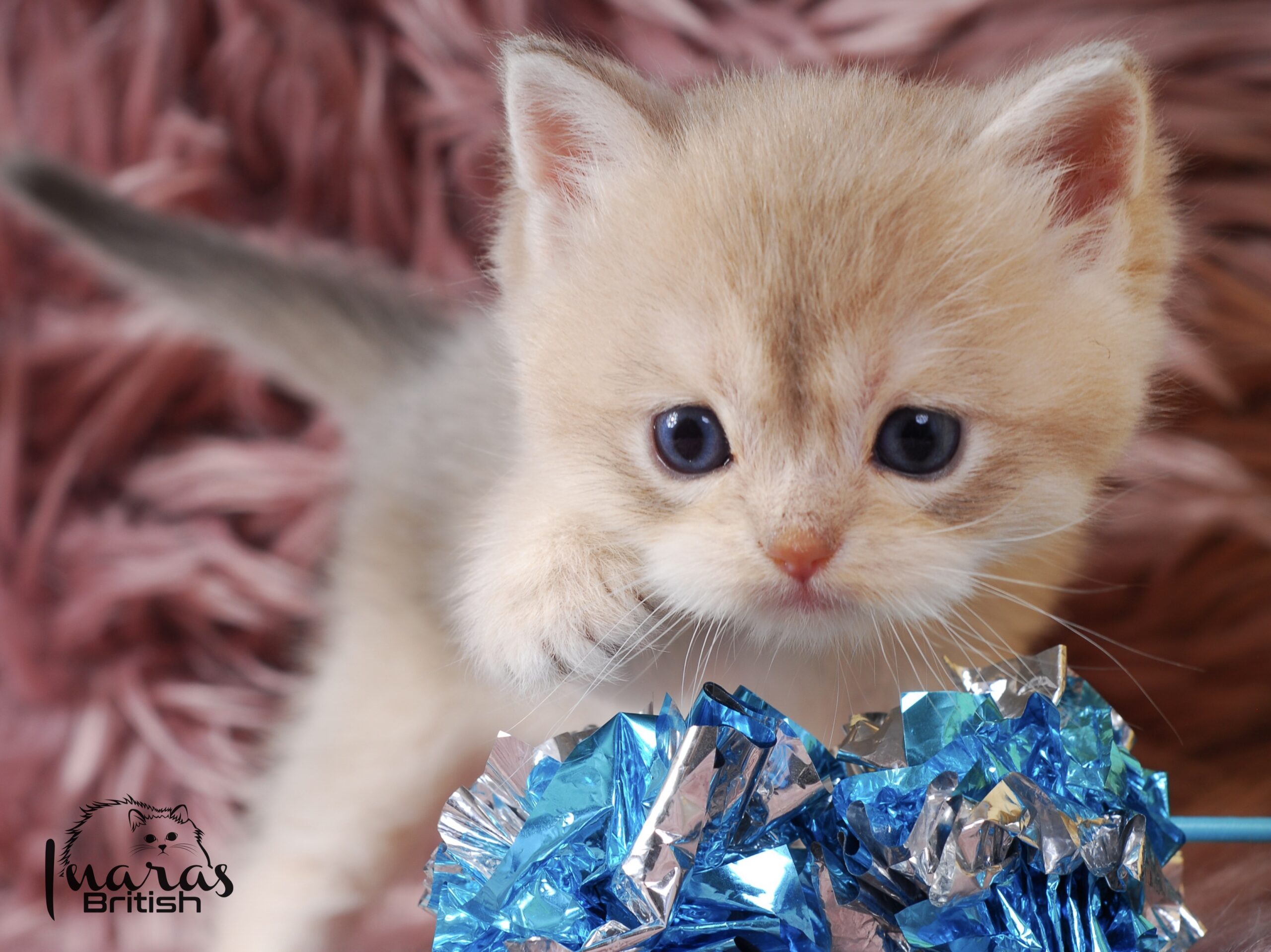 Rami, Blue Golden Chinchilla British kitten