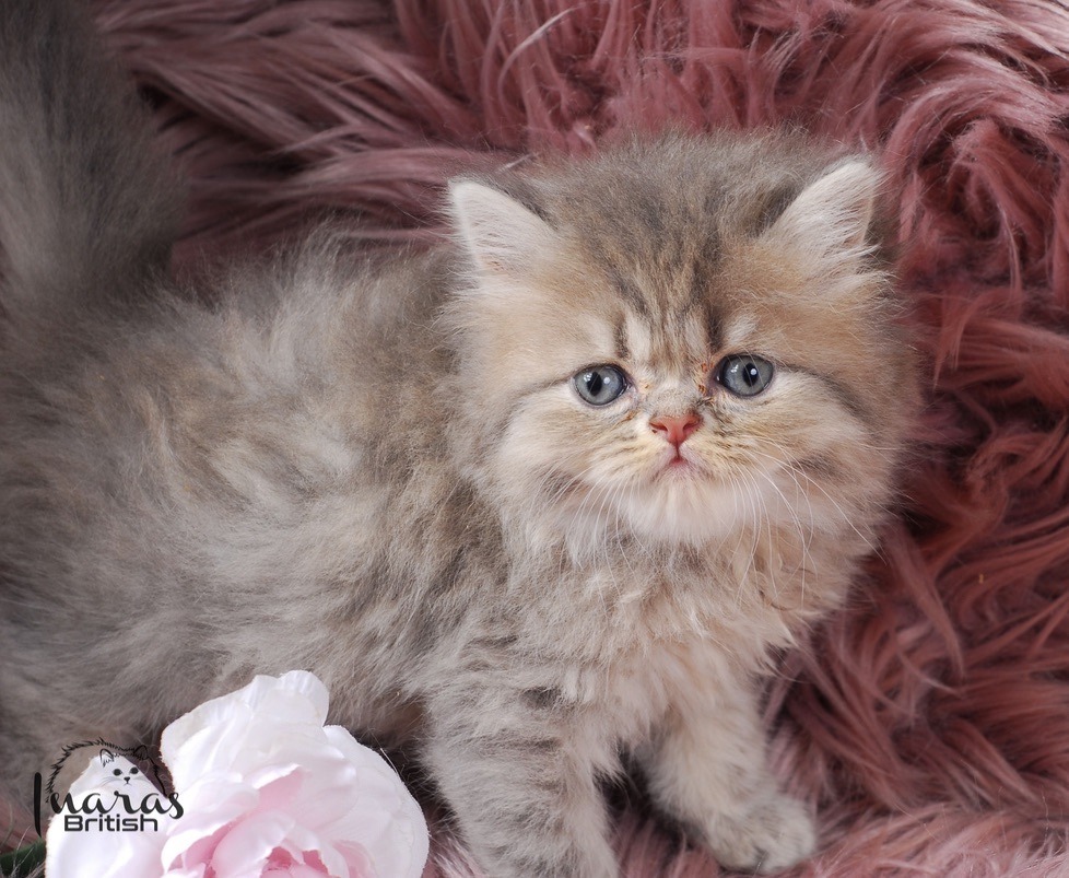 Twix, Blue Golden Shaded Persian kitten