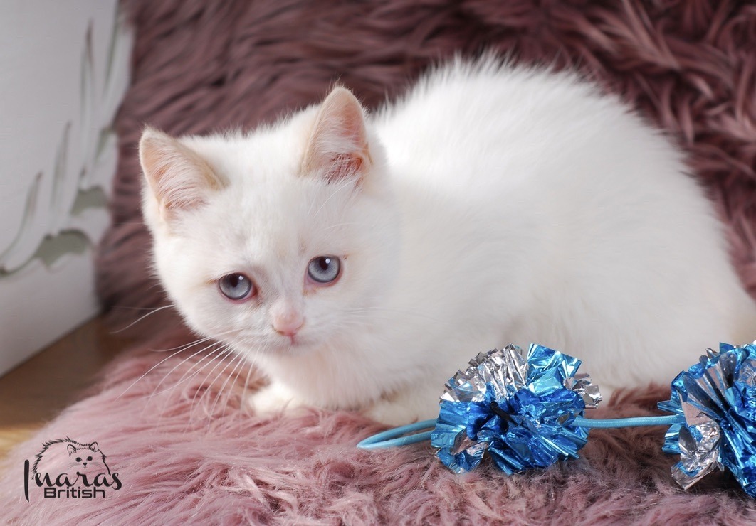 Winston, Cinnamon Golden Point British kitten