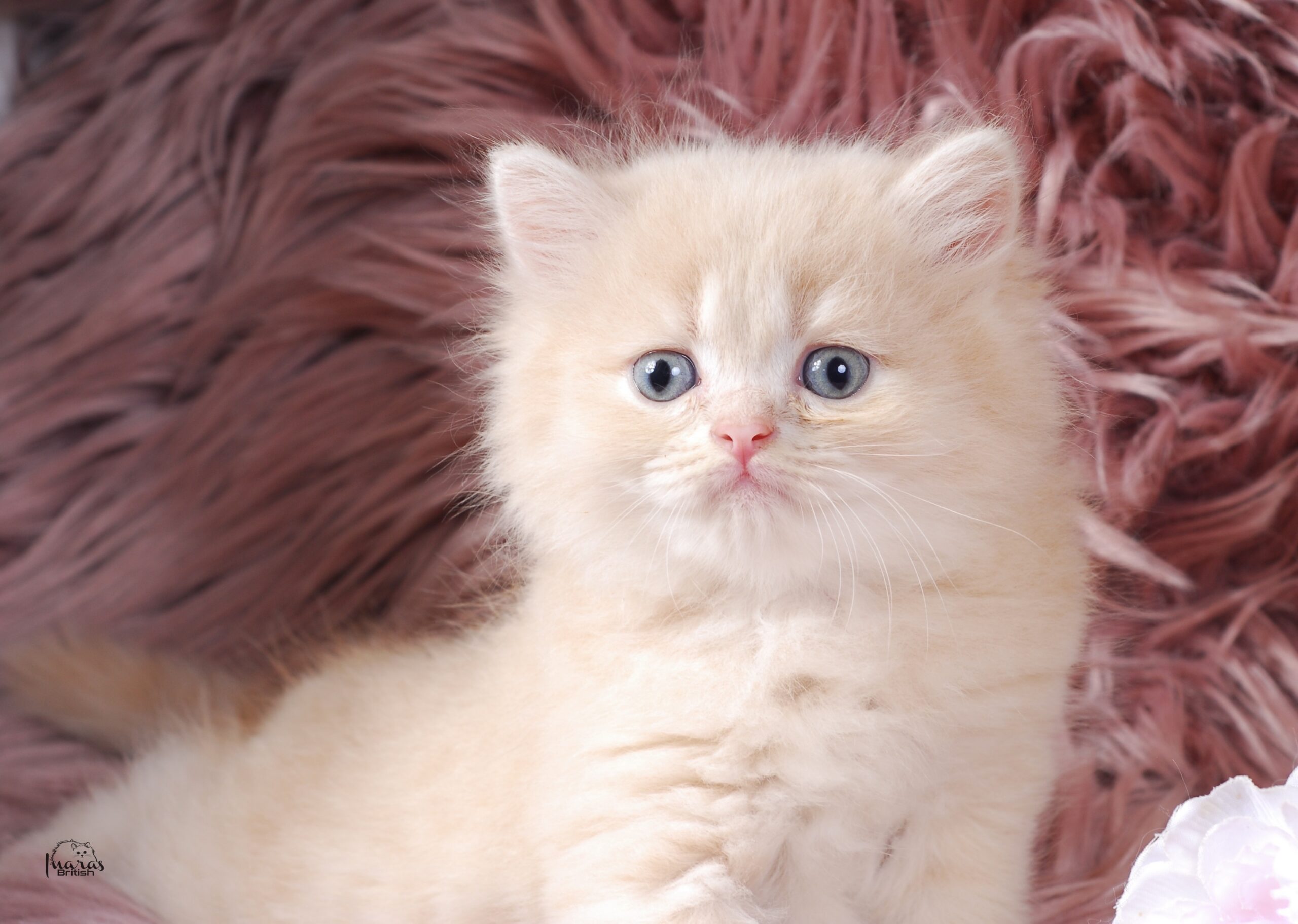 Skittles, light cream DBE-potential kitten