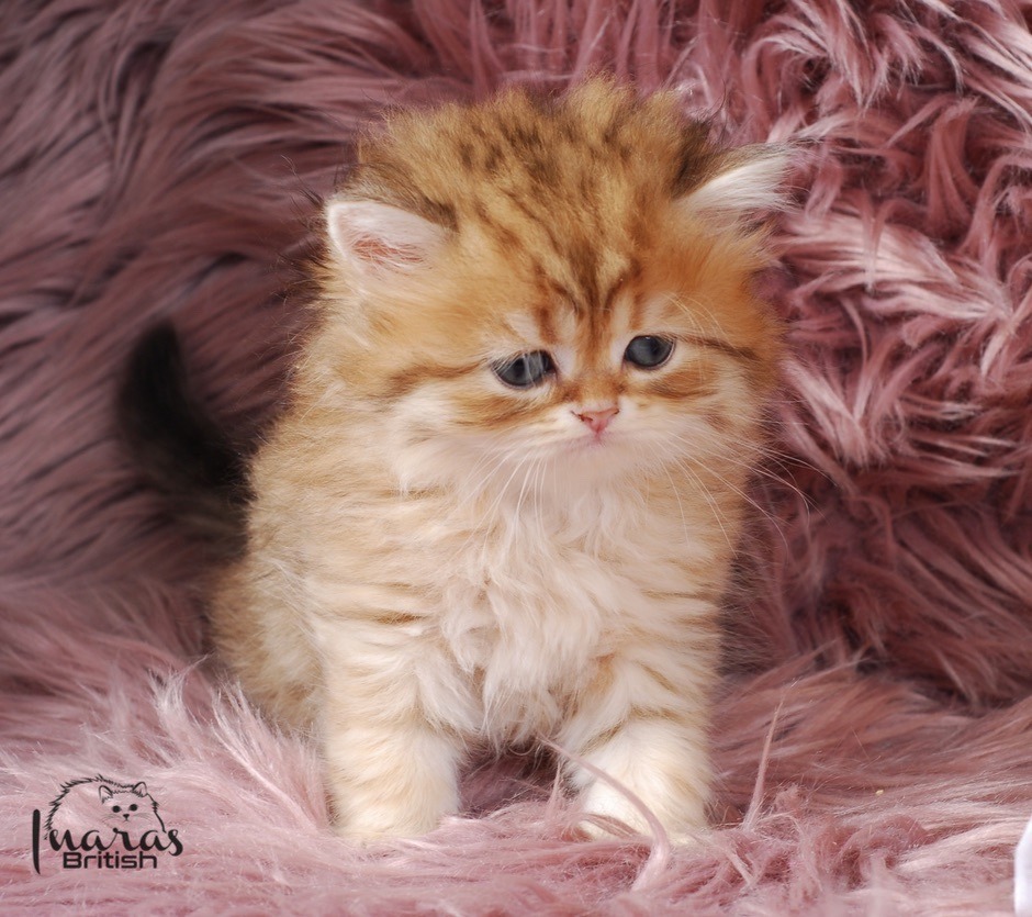 Butterscotch, Golden Chinchilla DBE-potential kitten