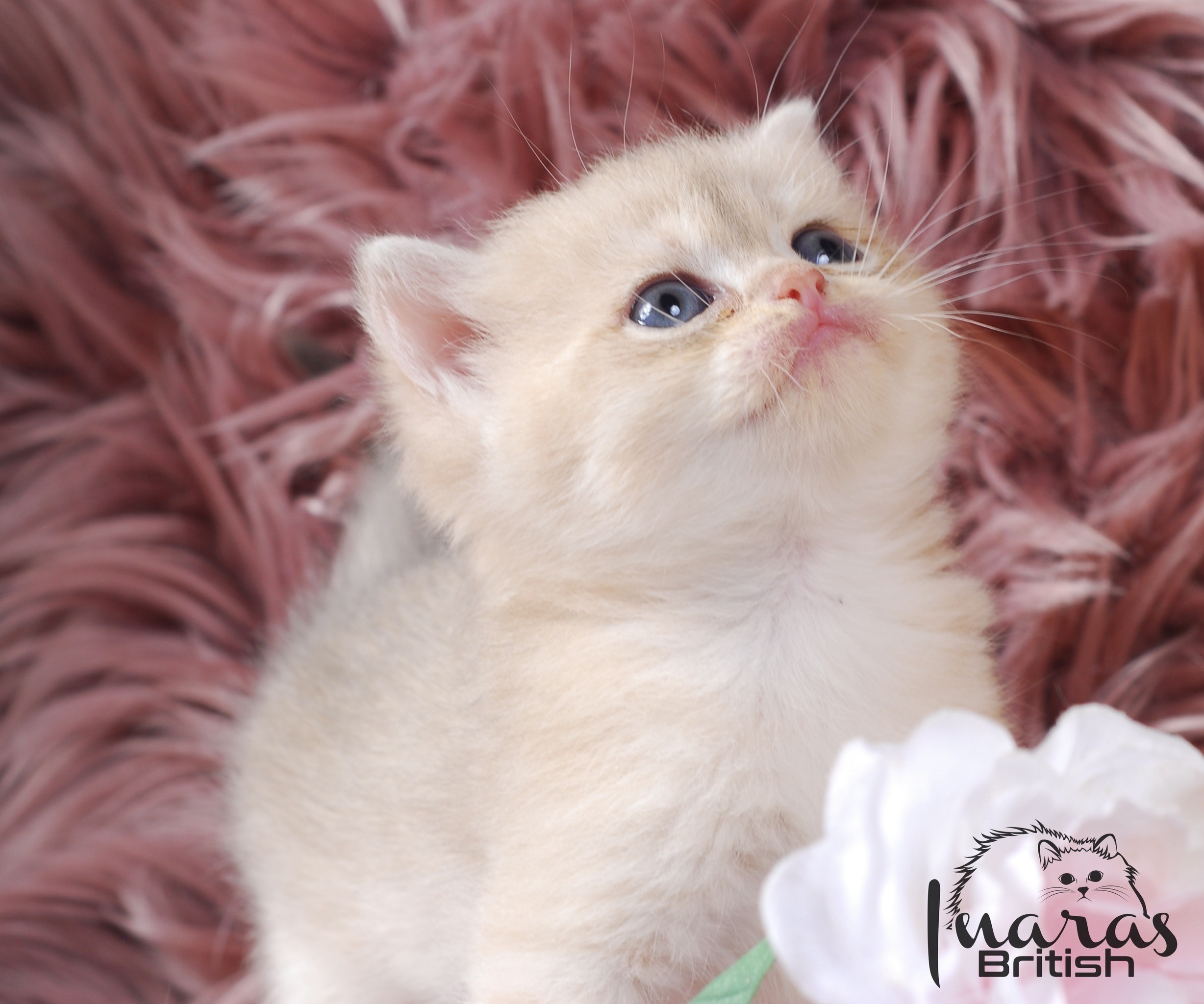 Cleopatra, DBE Blue Golden Chinchilla British kitten