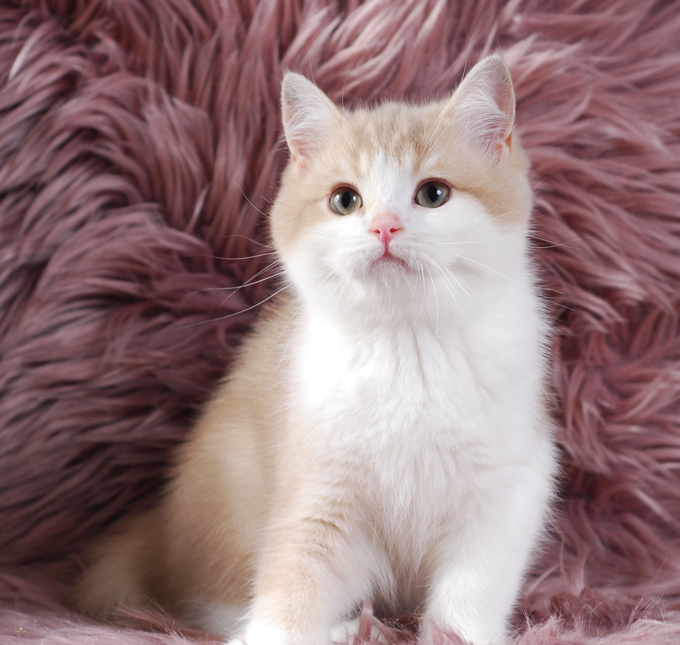 Apples, Lilac Golden Bi-Color British kitten
