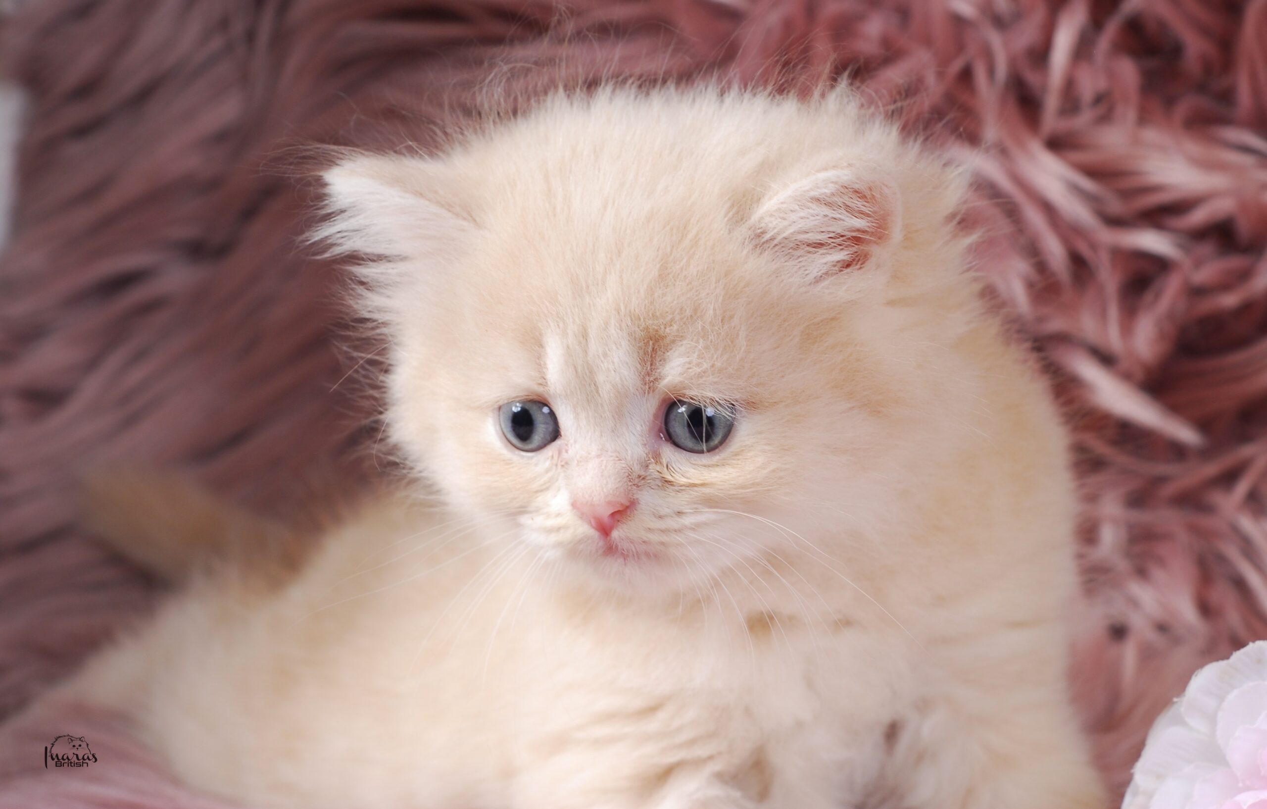 Skittles, light cream DBE-potential kitten
