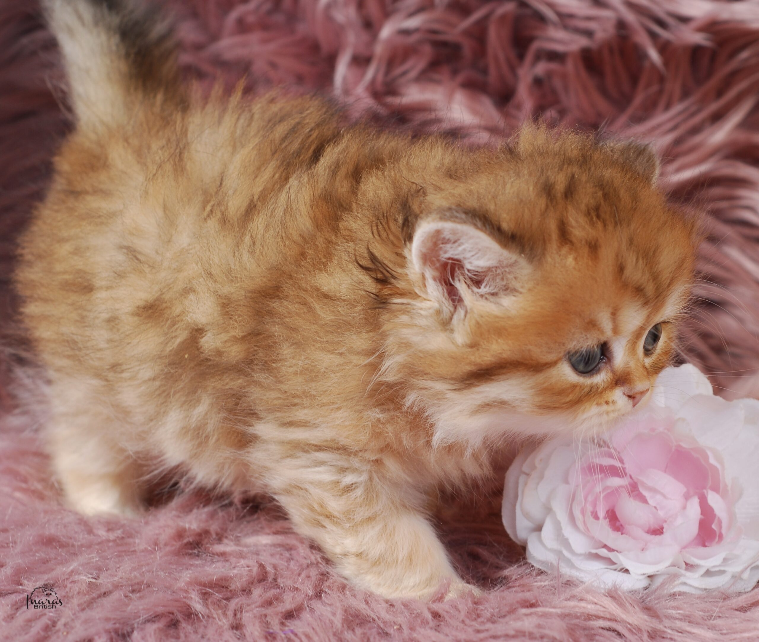 Butterscotch, Golden Chinchilla DBE-potential kitten