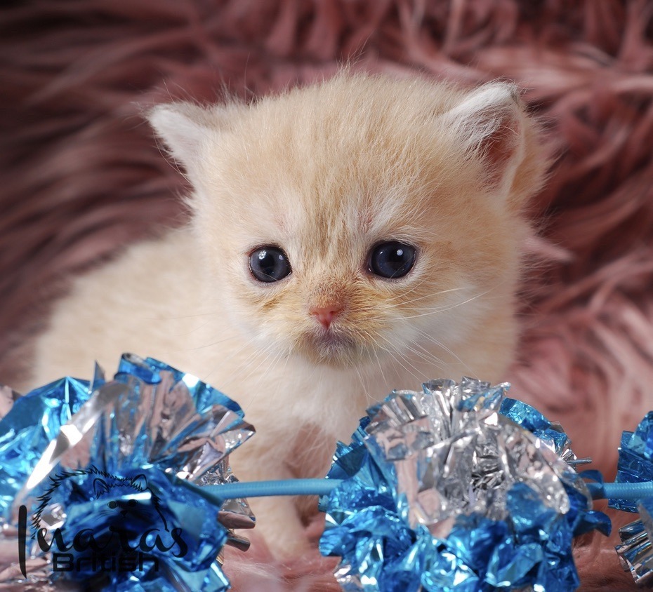 Nefertiti, DBE Blue Golden Chinchilla British kitten