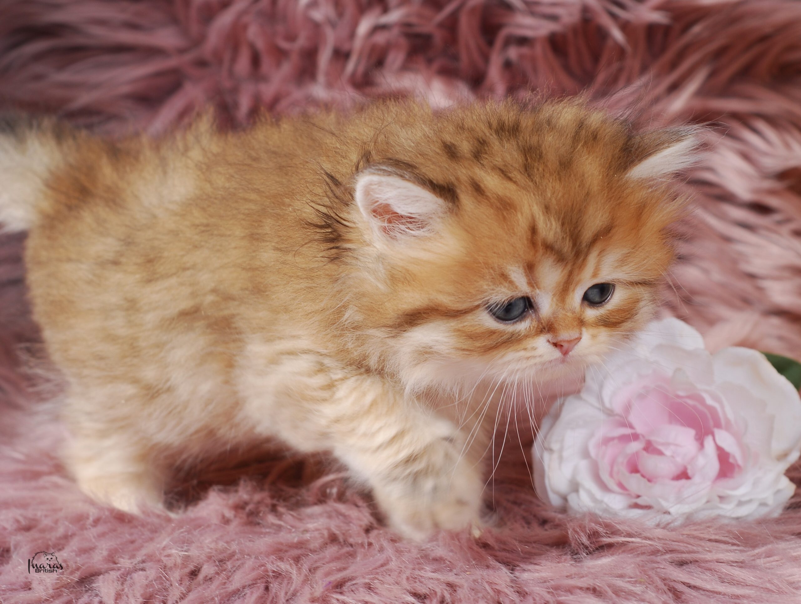 Butterscotch, Golden Chinchilla DBE-potential kitten