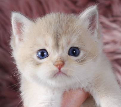 Rami, Blue Golden Chinchilla British kitten