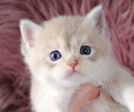 Rami, Blue Golden Chinchilla British kitten
