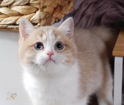 Buttons, Cinnamon Golden Bi-Color British kitten