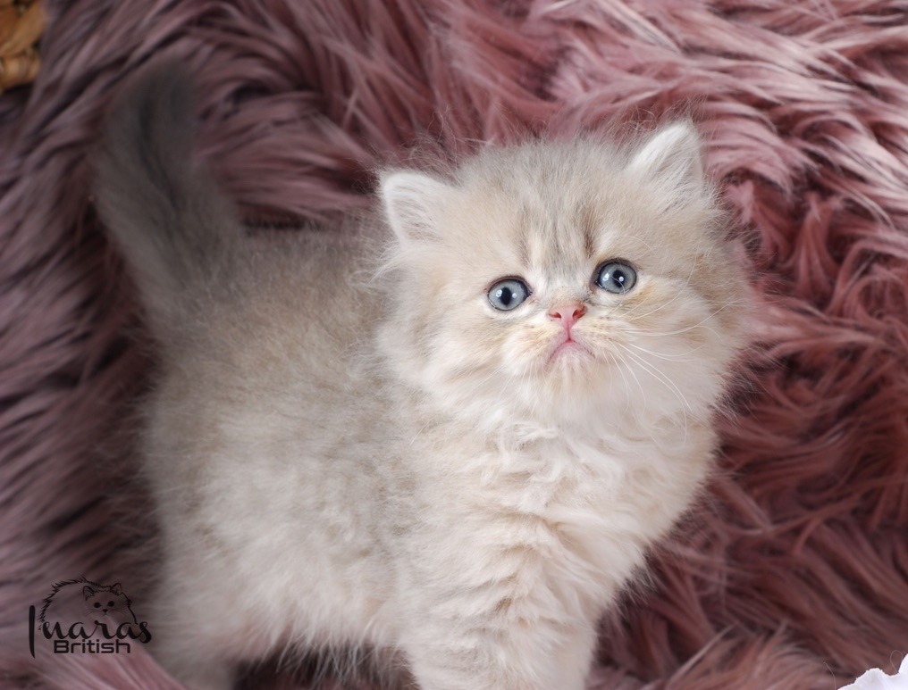 Toffee, Blue Golden Chinchilla Persian kitten