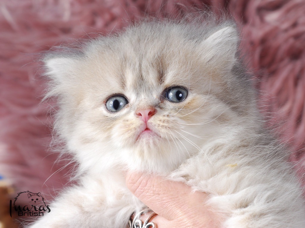 Twix, Blue Golden Shaded Persian kitten