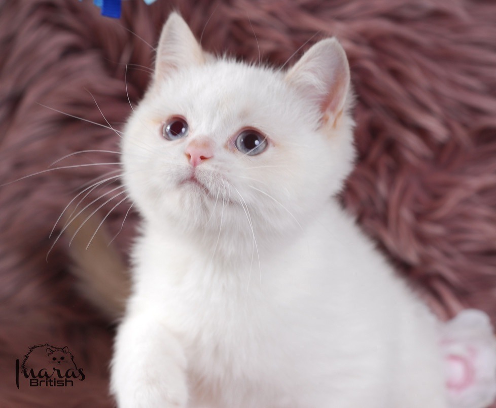 Winston, Cinnamon Golden Point British kitten