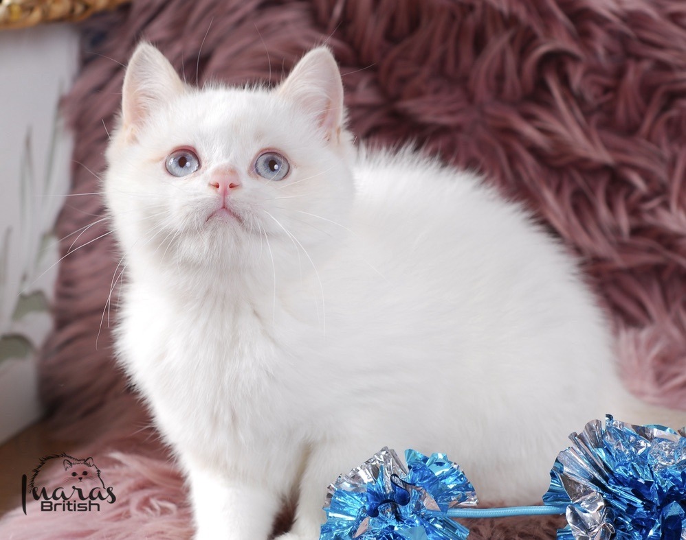 Winston, Cinnamon Golden Point British kitten