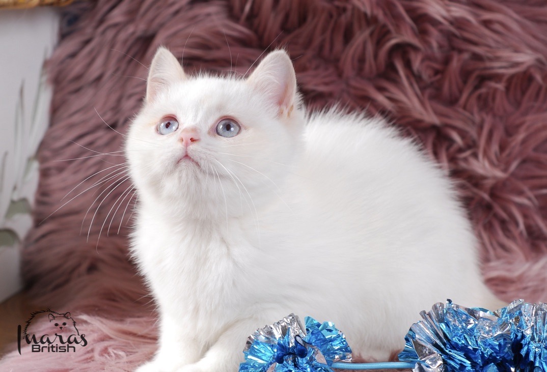 Winston, Cinnamon Golden Point British kitten