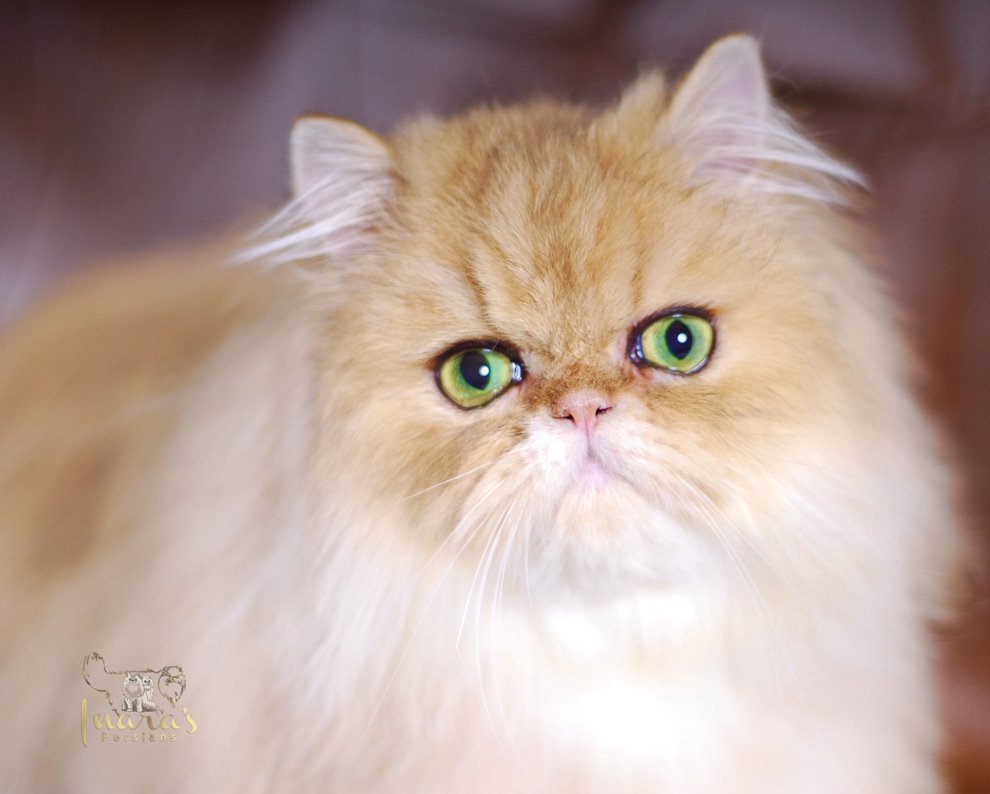 Golden Ray Patrik