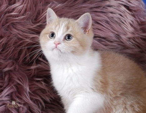Buttons, Cinnamon Golden Bi-Color British kitten