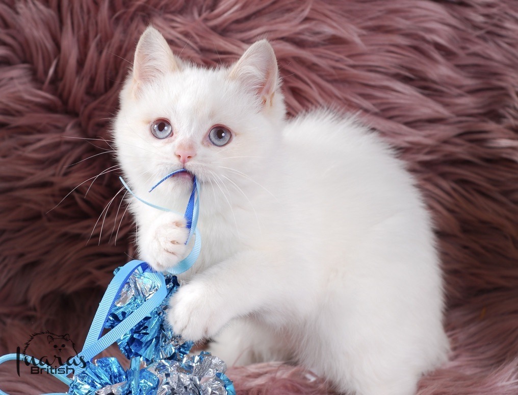 Winston, Cinnamon Golden Point British kitten