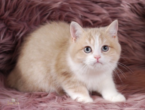 Buttons, Cinnamon Golden Bi-Color British kitten