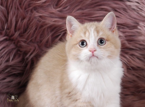 Buttons, Cinnamon Golden Bi-Color British kitten
