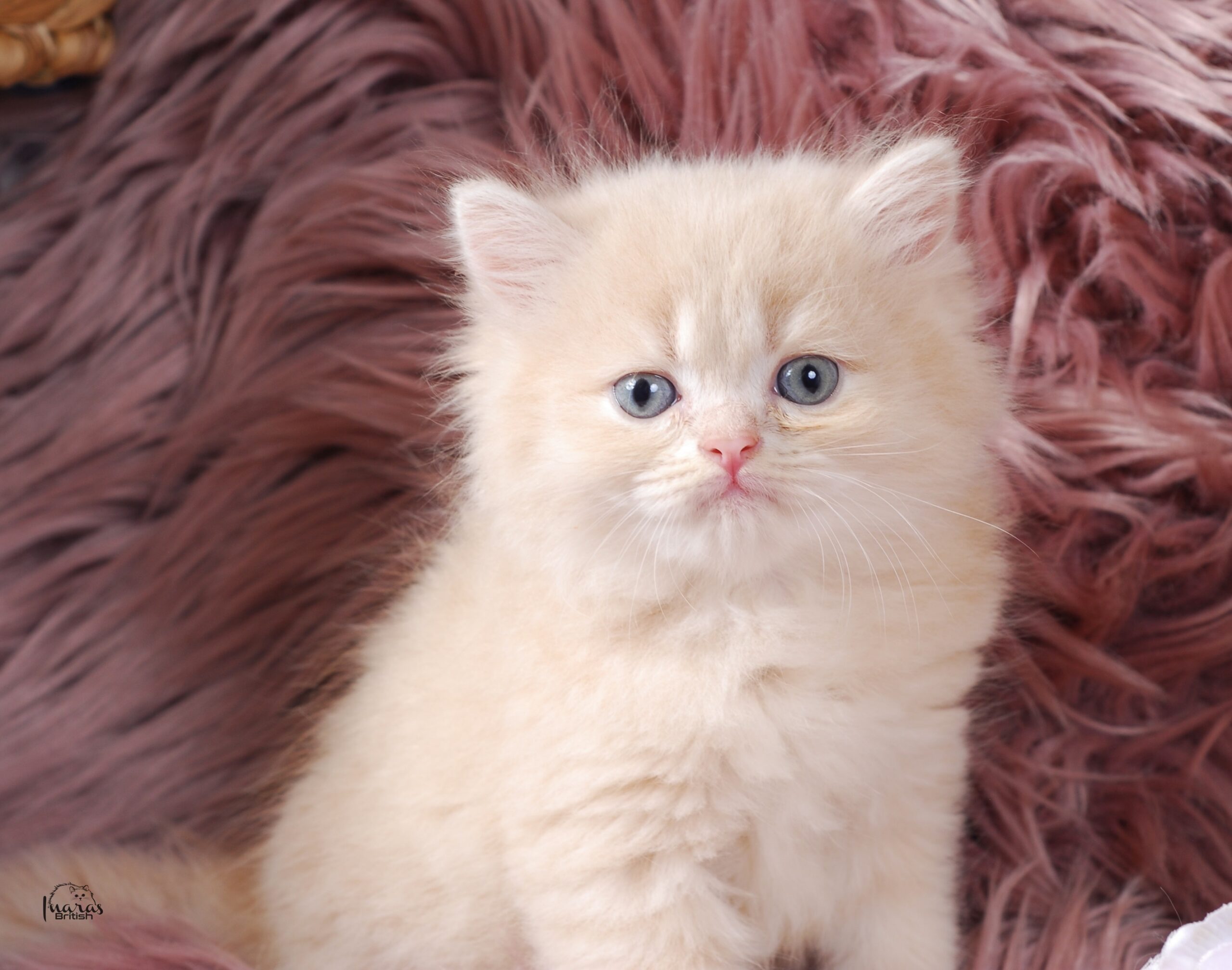 Skittles, light cream DBE-potential kitten