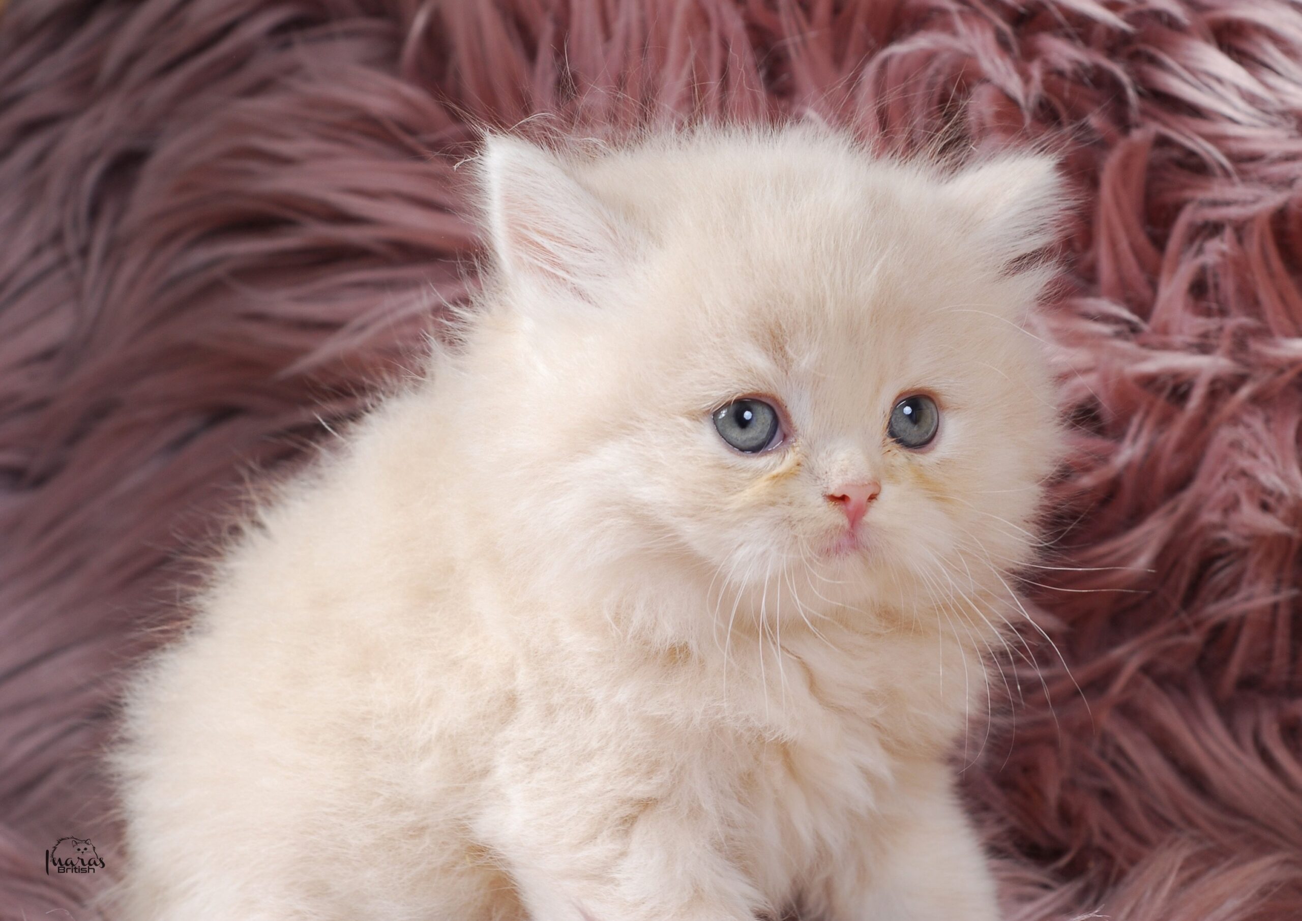 Jellybean, Light Cream Persian kitten