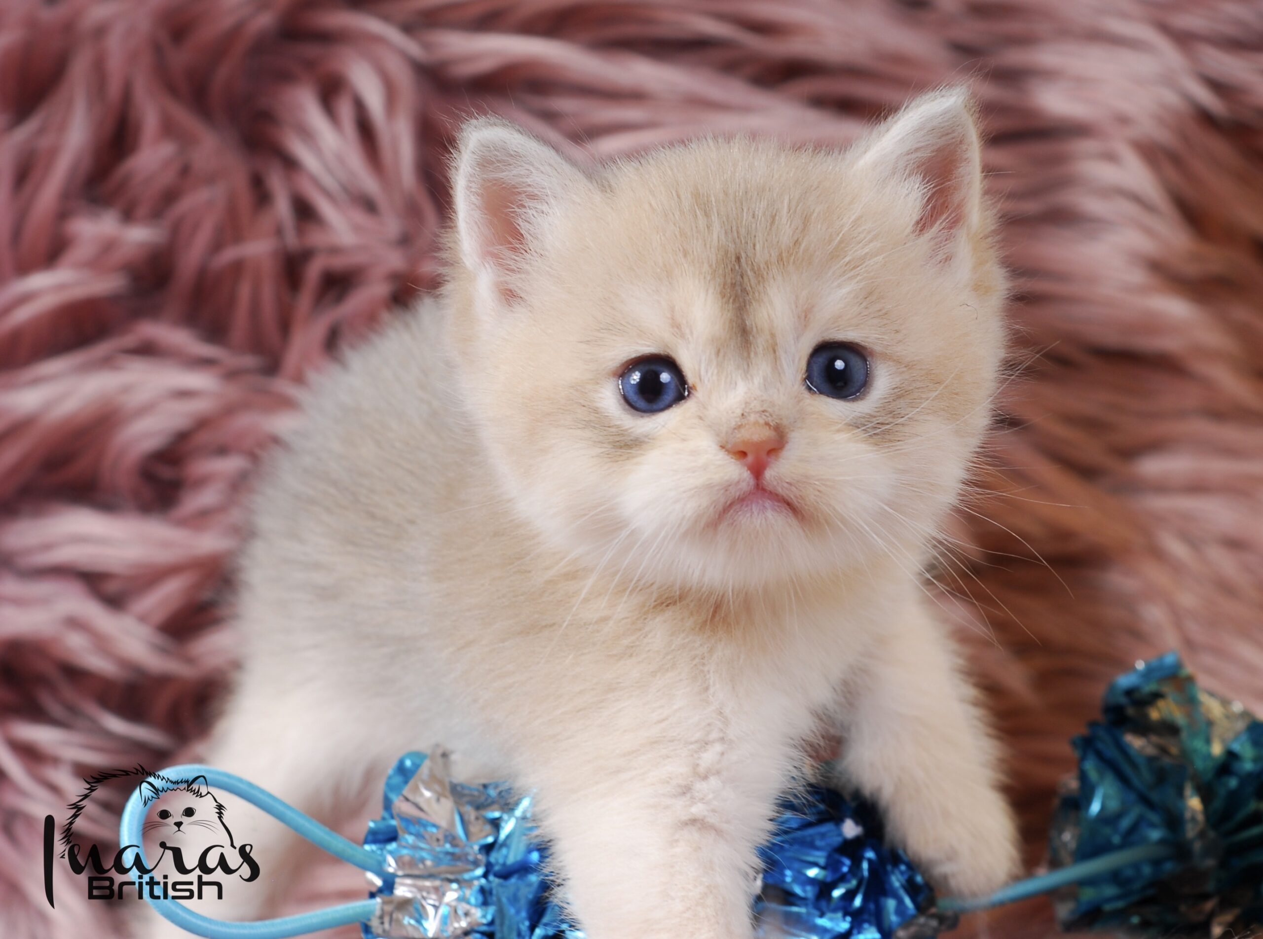 Rami, odd-eyed Blue Golden Chinchilla British Shorthair boy