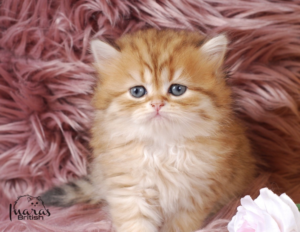 Butterscotch, Golden Chinchilla DBE-potential kitten