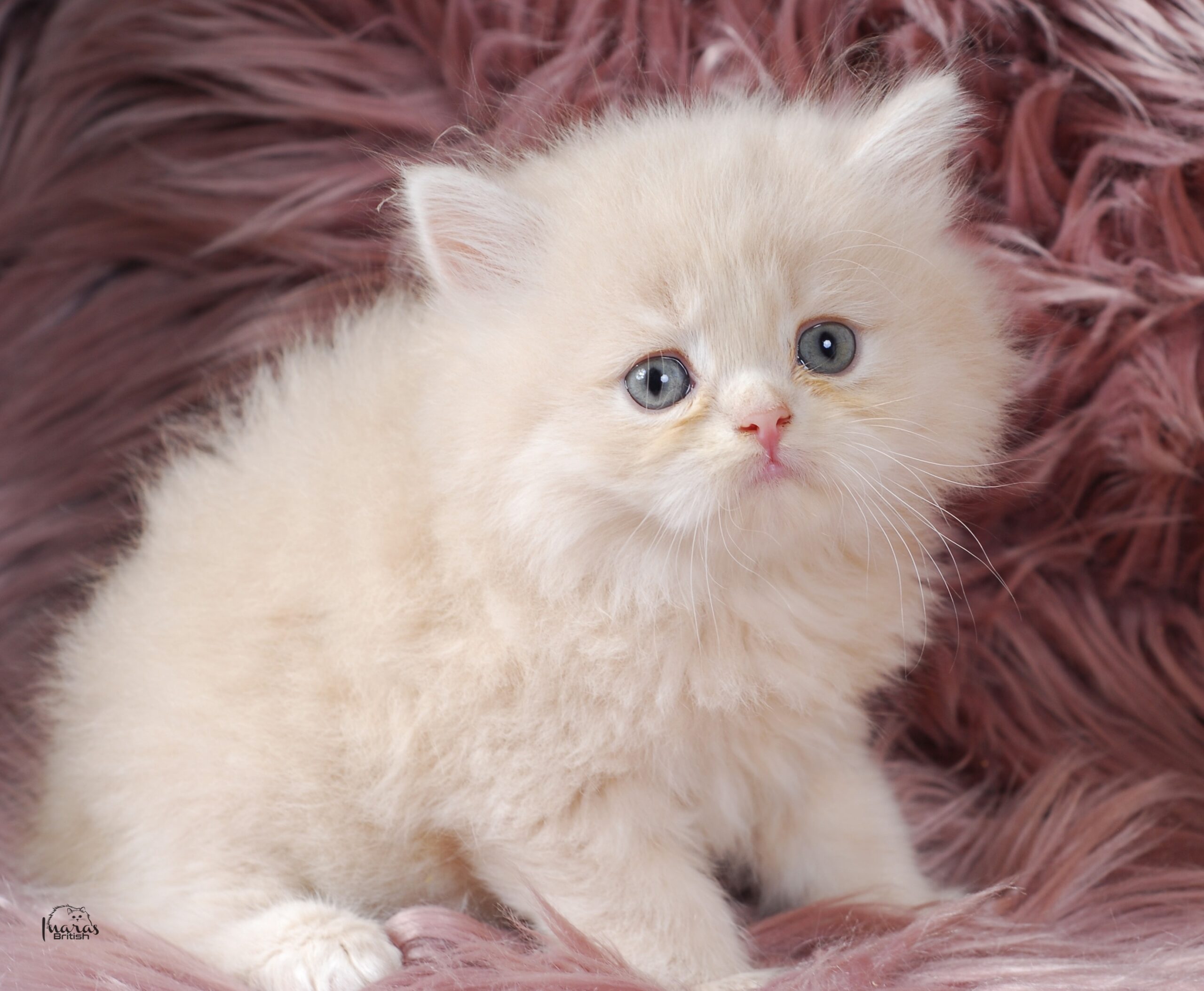 Jellybean, Light Cream Persian kitten