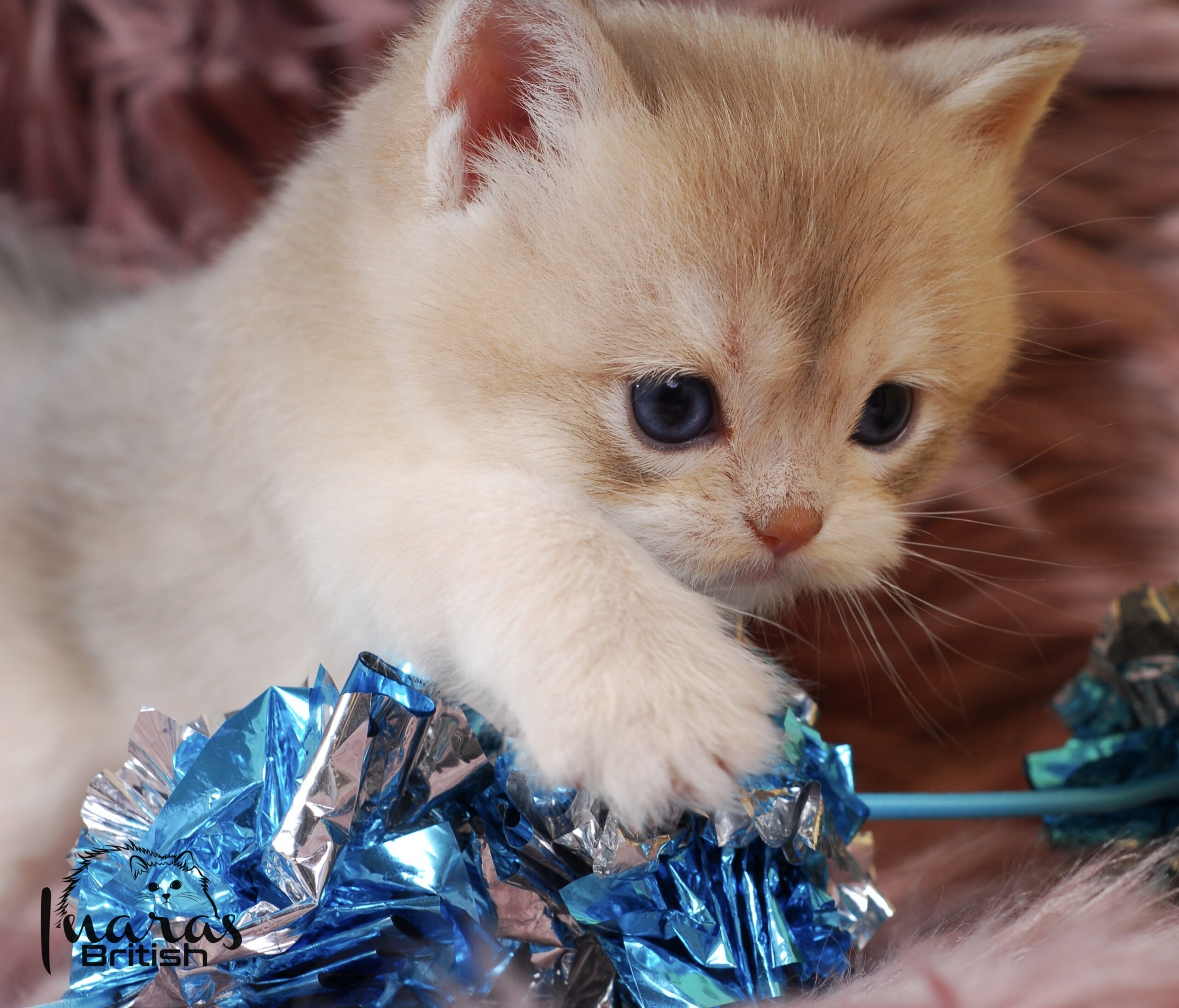 Rami, Blue Golden Chinchilla British kitten