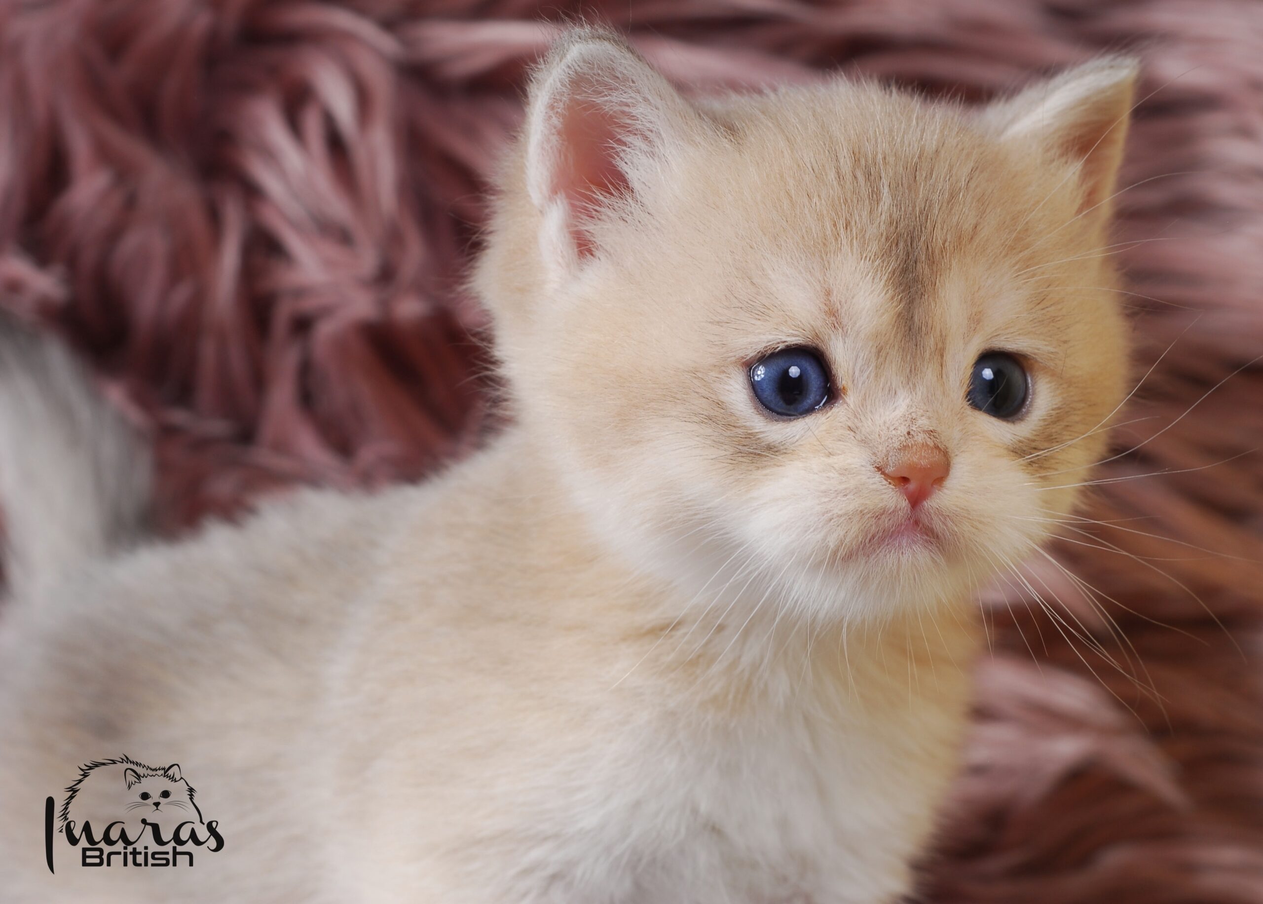 Rami, Blue Golden Chinchilla British kitten